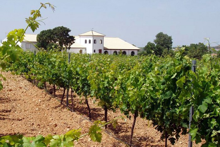 vineyard tours valencia